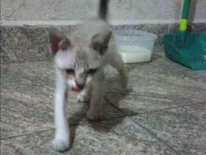 Gato raça SRD idade Abaixo de 2 meses nome N/A