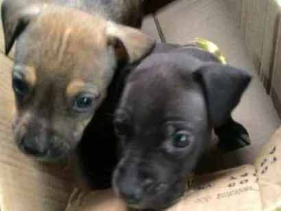 Cachorro raça indefinida idade Abaixo de 2 meses nome tigre e zorro
