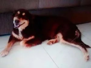 Cachorro raça Indefinido idade 6 ou mais anos nome Nina