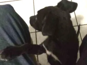 Cachorro raça Sem raça definida idade 2 a 6 meses nome Nika