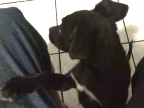 Cachorro ra a Sem raça definida idade 2 a 6 meses nome Nika