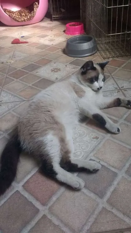Gato ra a  idade 7 a 11 meses nome Sushi