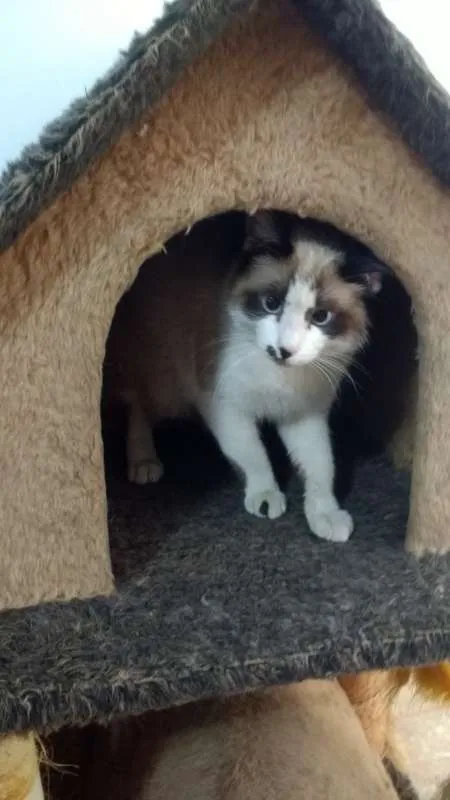 Gato ra a  idade 7 a 11 meses nome Sushi