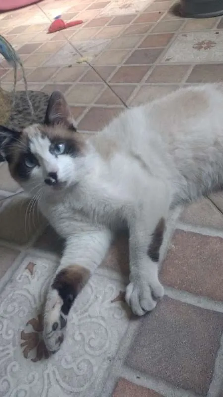 Gato ra a  idade 7 a 11 meses nome Sushi