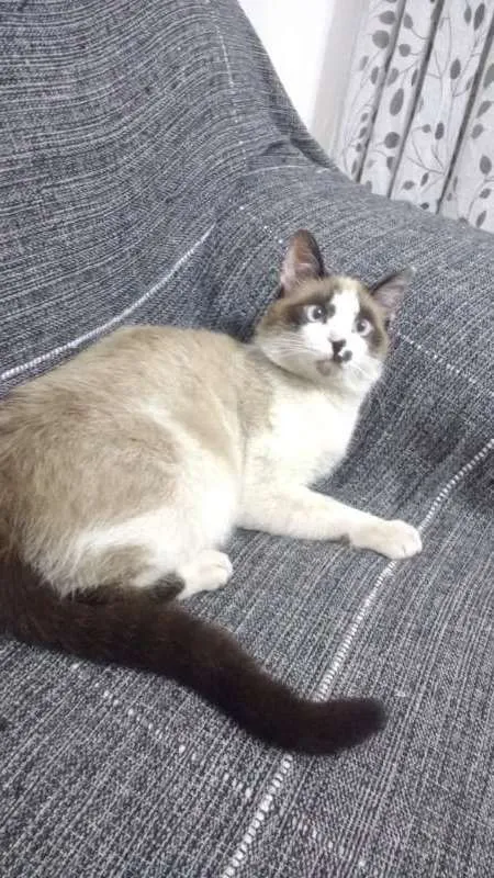 Gato ra a  idade 7 a 11 meses nome Sushi