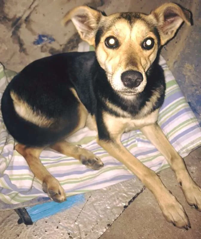 Cachorro ra a  idade 7 a 11 meses nome SEM NOME