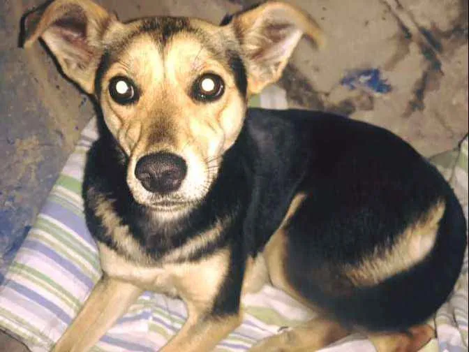Cachorro ra a  idade 7 a 11 meses nome SEM NOME