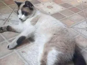 Gato raça  idade 7 a 11 meses nome Sushi