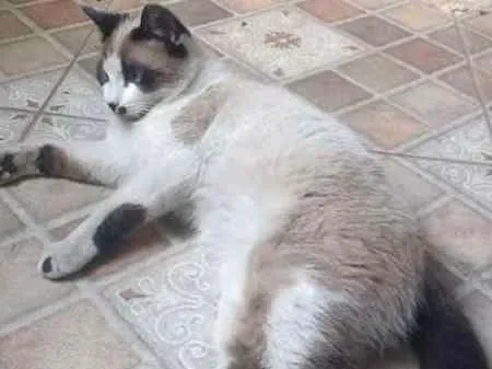 Gato ra a  idade 7 a 11 meses nome Sushi