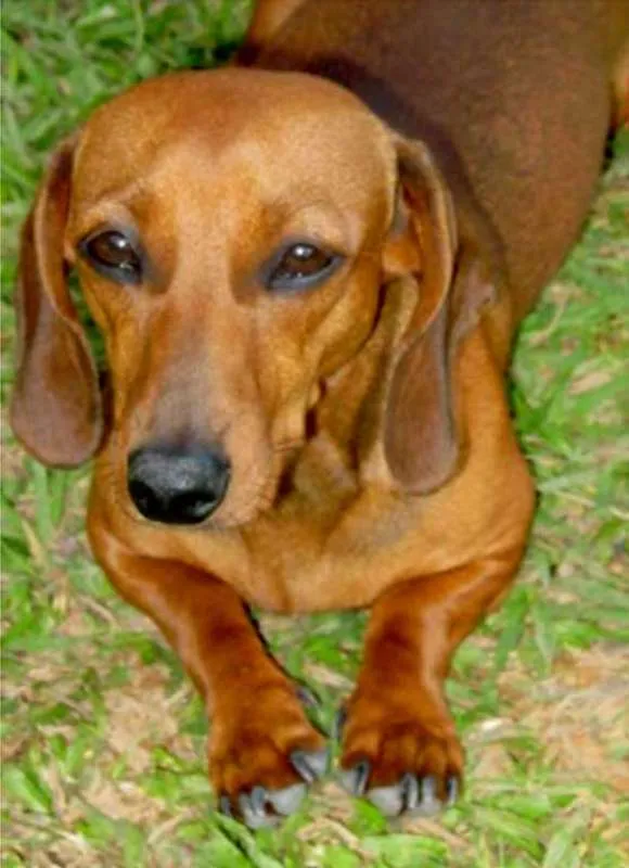 Cachorro raça basset idade 1 ano nome NINA 