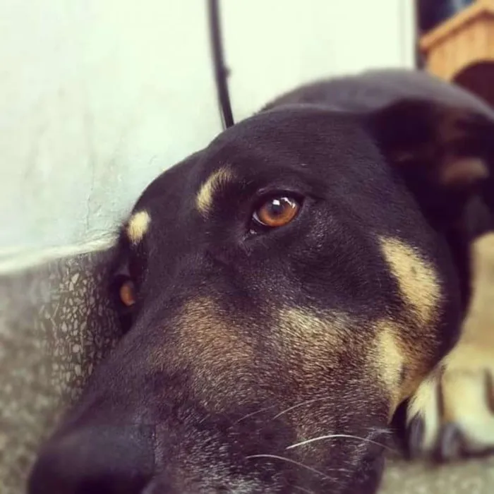 Cachorro ra a Srd idade 6 ou mais anos nome Boli