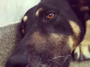 Cachorro raça Srd idade 6 ou mais anos nome Boli