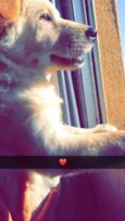 Apolo