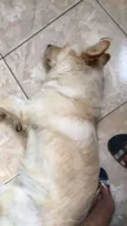 Apolo 