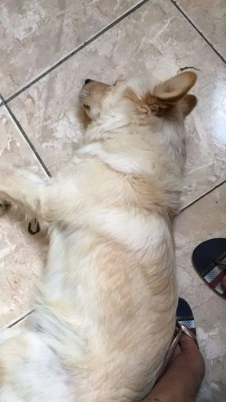 Cachorro raça Golden  idade 7 a 11 meses nome Apolo 