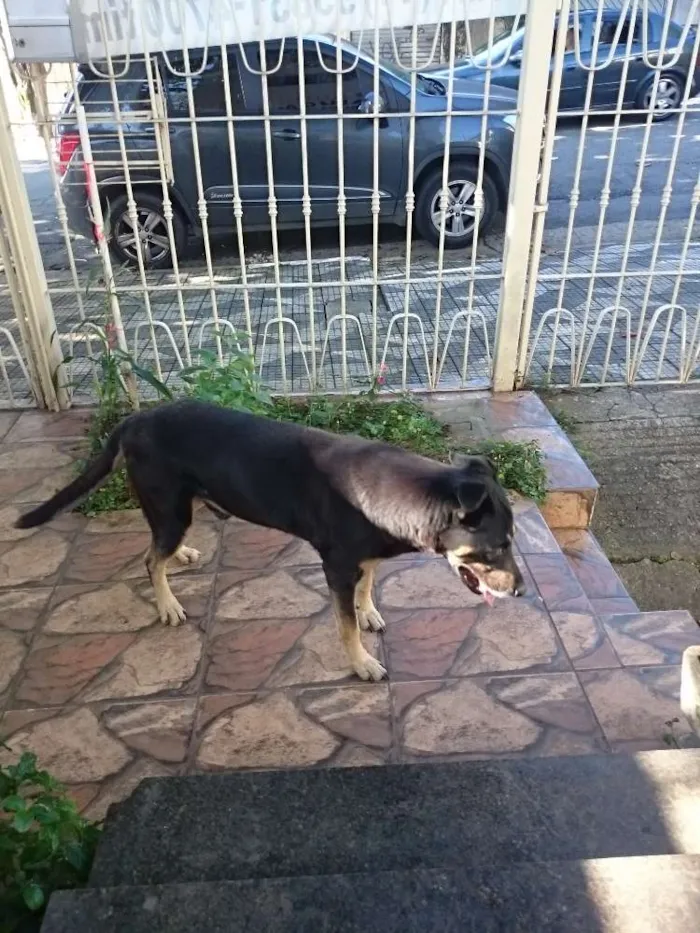 Cachorro ra a Srd idade 6 ou mais anos nome Boli