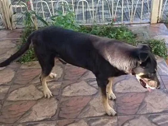 Cachorro ra a Srd idade 6 ou mais anos nome Boli