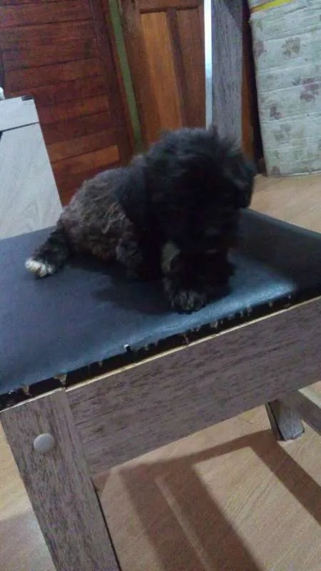 Cachorro ra a poodle idade Abaixo de 2 meses nome Poodle