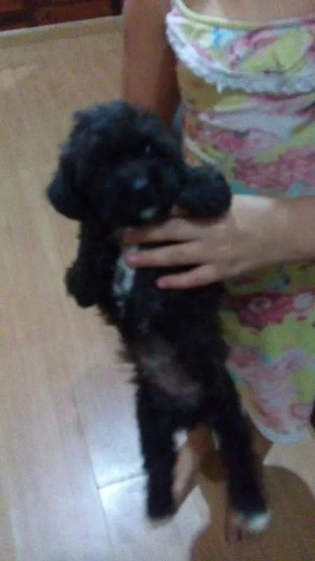 Cachorro ra a poodle idade Abaixo de 2 meses nome Poodle