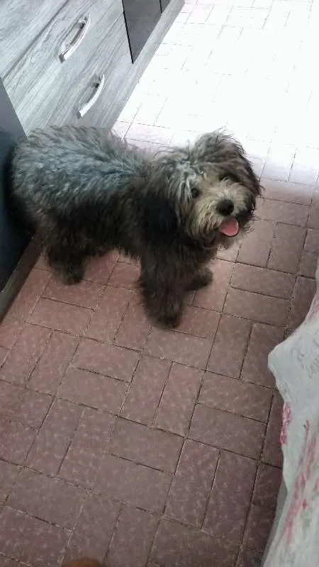 Cachorro ra a Vira larta idade 2 a 6 meses nome Dhow Dhow