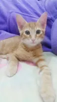 Ginger