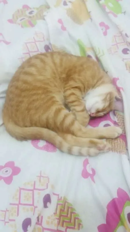 Gato ra a Não sei idade 2 a 6 meses nome Ginger