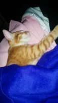 Ginger