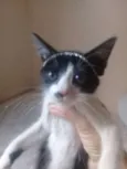 Lilica