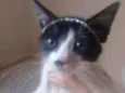 Lilica