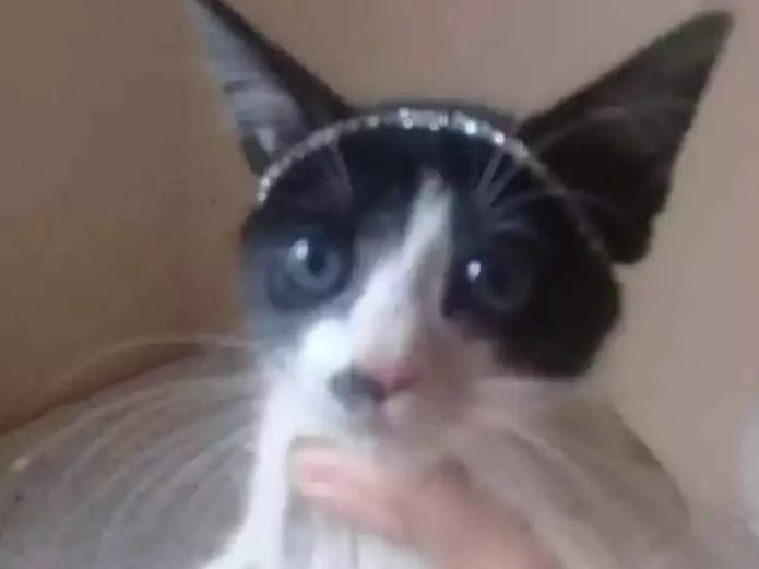 Gato ra a Nd idade 2 a 6 meses nome Lilica