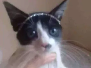 Gato raça Nd idade 2 a 6 meses nome Lilica