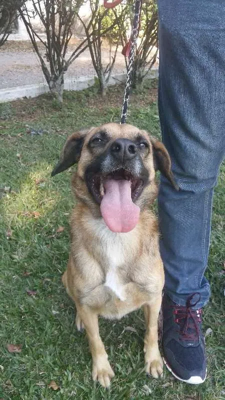 Cachorro ra a SRD idade 3 anos nome ROMEU