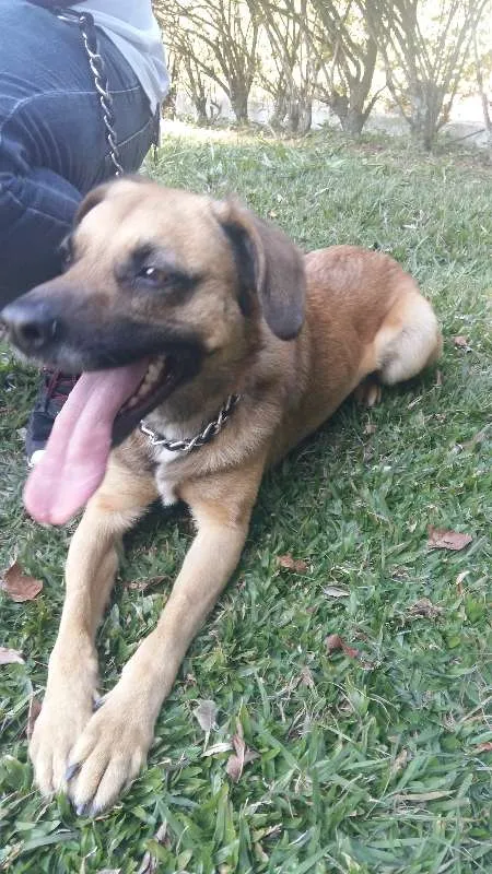 Cachorro ra a SRD idade 3 anos nome ROMEU