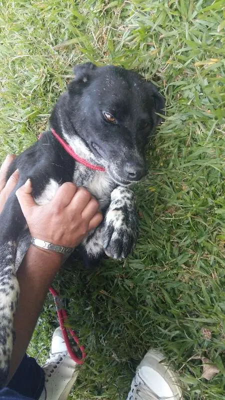 Cachorro ra a SRD idade 4 anos nome Betina