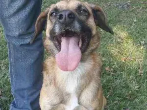 Cachorro raça SRD idade 3 anos nome ROMEU