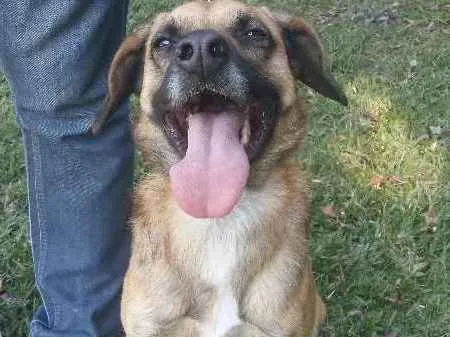 Cachorro ra a SRD idade 3 anos nome ROMEU
