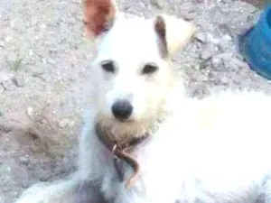 Cachorro raça Mistura de pudom idade 1 ano nome Tob 