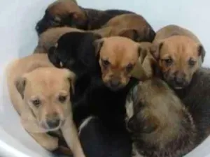 Cachorro raça  idade Abaixo de 2 meses nome Mel