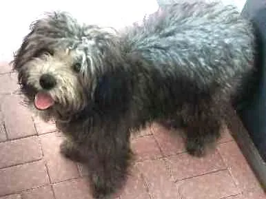 Cachorro ra a Vira larta idade 2 a 6 meses nome Dhow Dhow