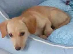 Cachorro raça Vira-Lata idade 1 ano nome Lupa