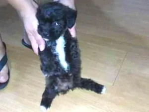 Cachorro raça poodle idade Abaixo de 2 meses nome Poodle