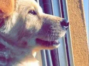 Cachorro raça Golden  idade 7 a 11 meses nome Apolo 