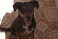 Neguinho
