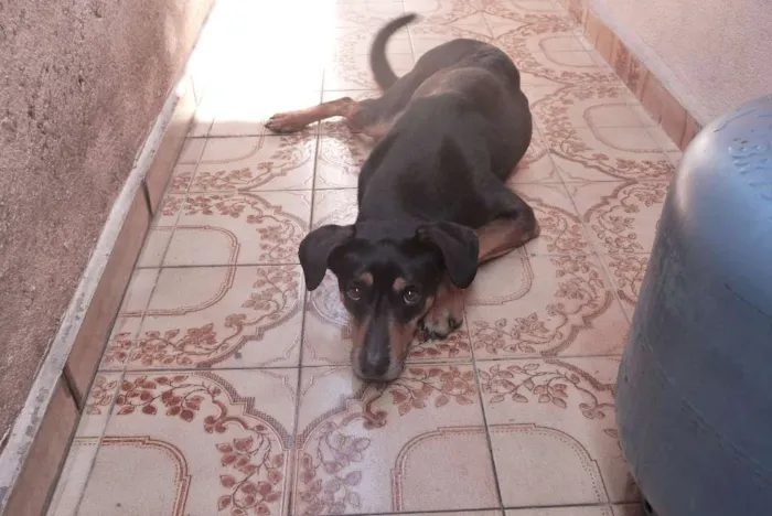 Cachorro ra a SRD idade 3 anos nome Neguinho