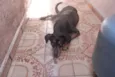Neguinho
