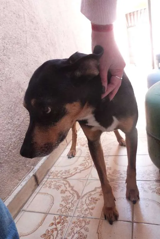 Cachorro ra a SRD idade 3 anos nome Neguinho