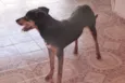 Neguinho