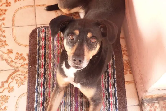 Cachorro ra a SRD idade 3 anos nome Neguinho