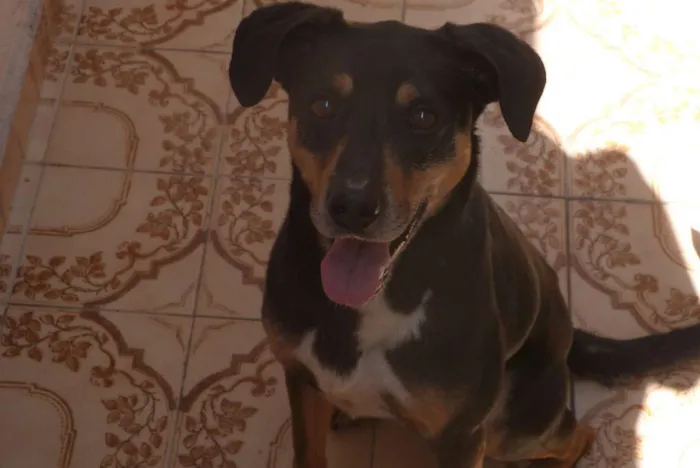 Cachorro ra a SRD idade 3 anos nome Neguinho