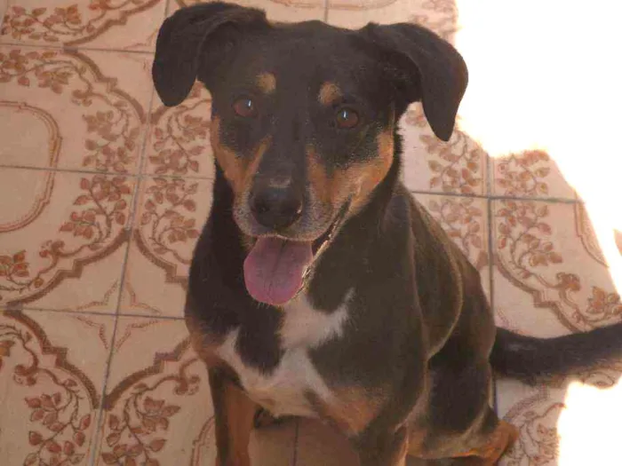 Cachorro ra a SRD idade 3 anos nome Neguinho